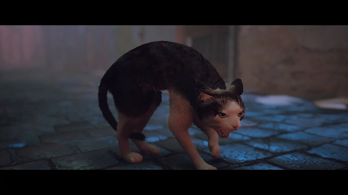 Stray — Сиамская кошка на снегоступах