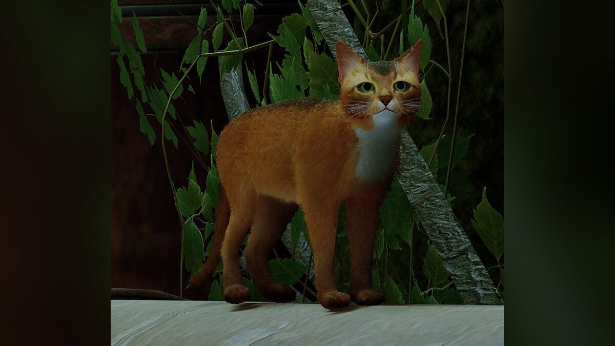 Stray — Abyssinian cat