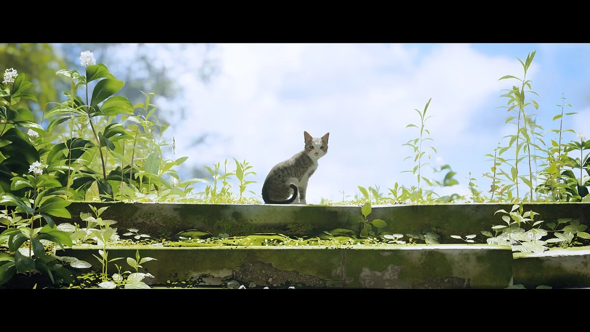 Stray — Міррус