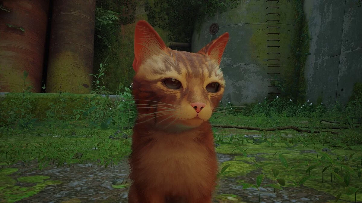 Stray — Бездонные глаза