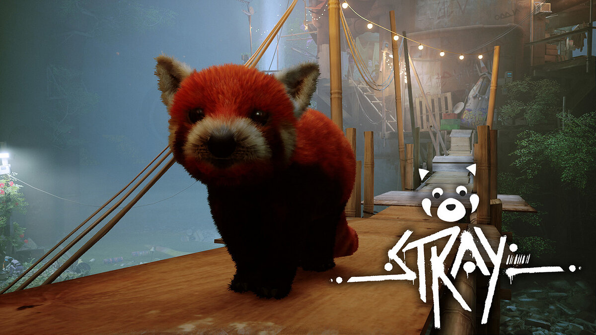 Stray — Red panda