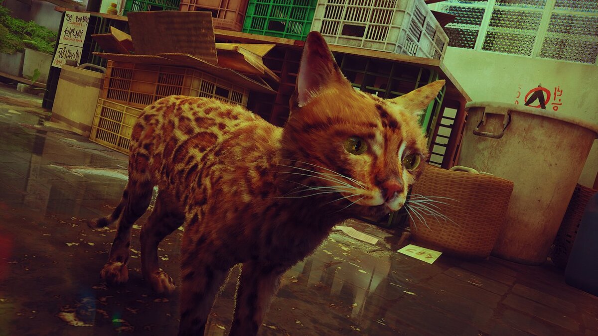 Stray — Bengal cat