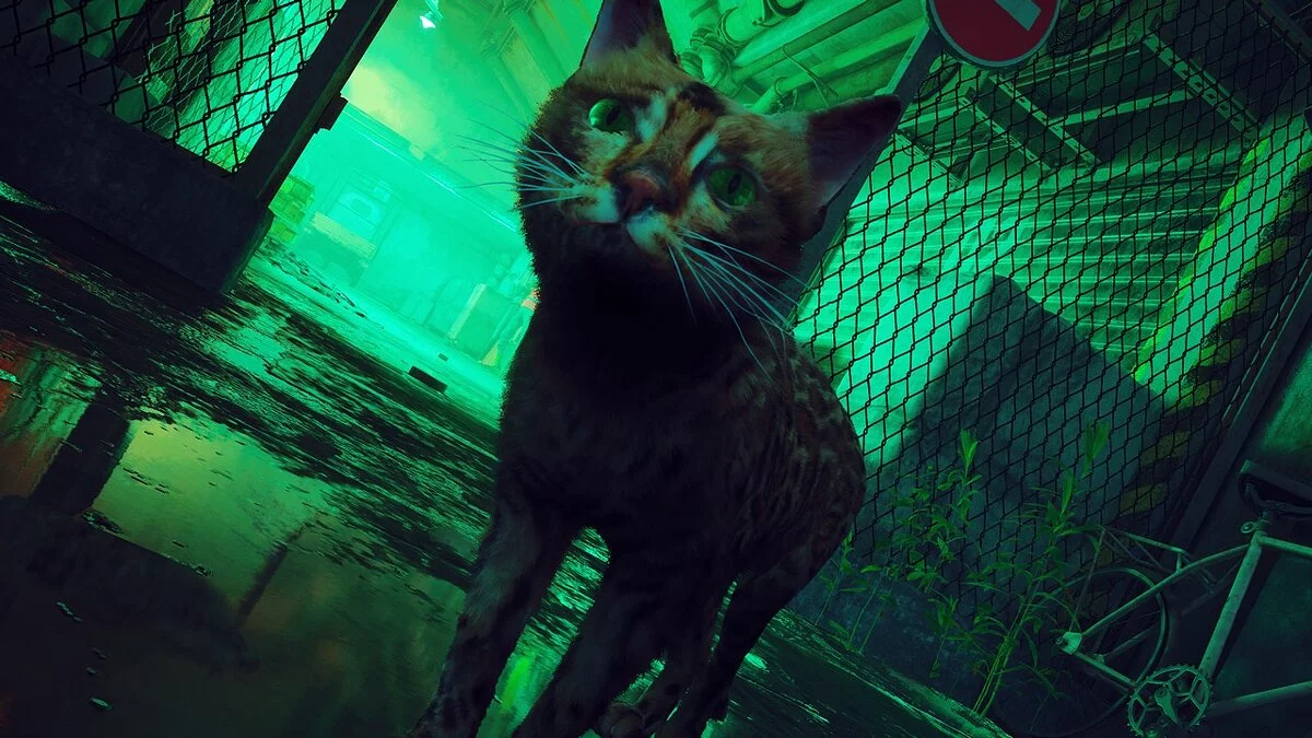 Stray — Бенгальська кішка