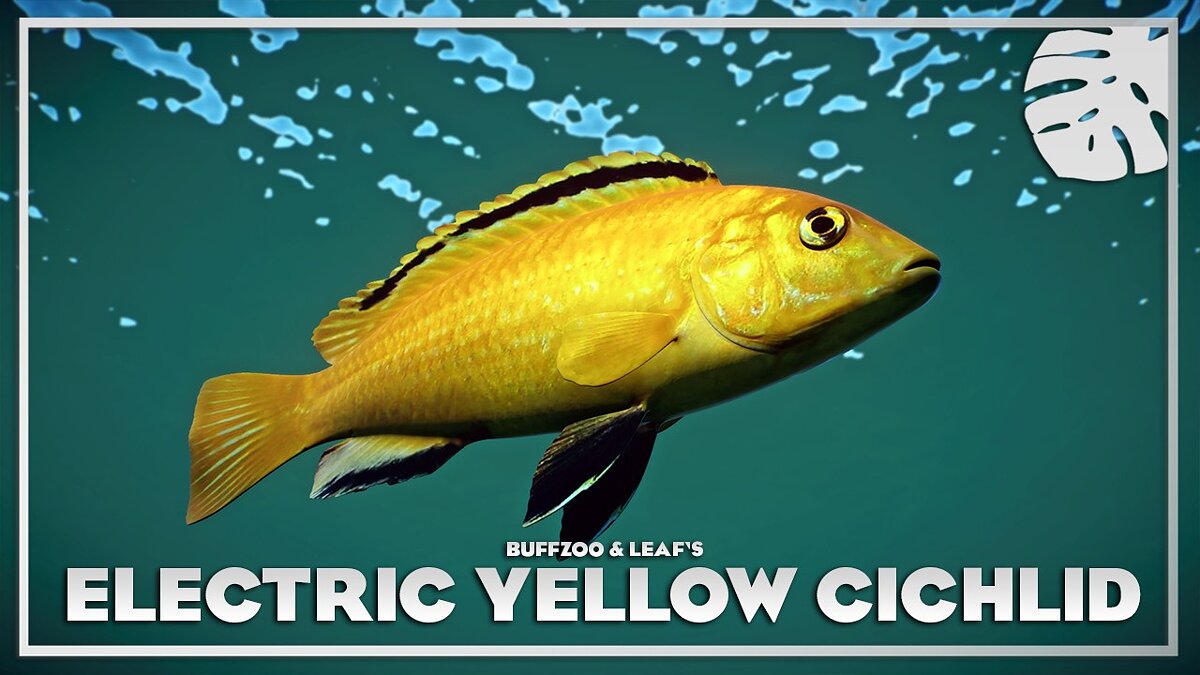 Planet Zoo — Electric yellow cichlid - new species