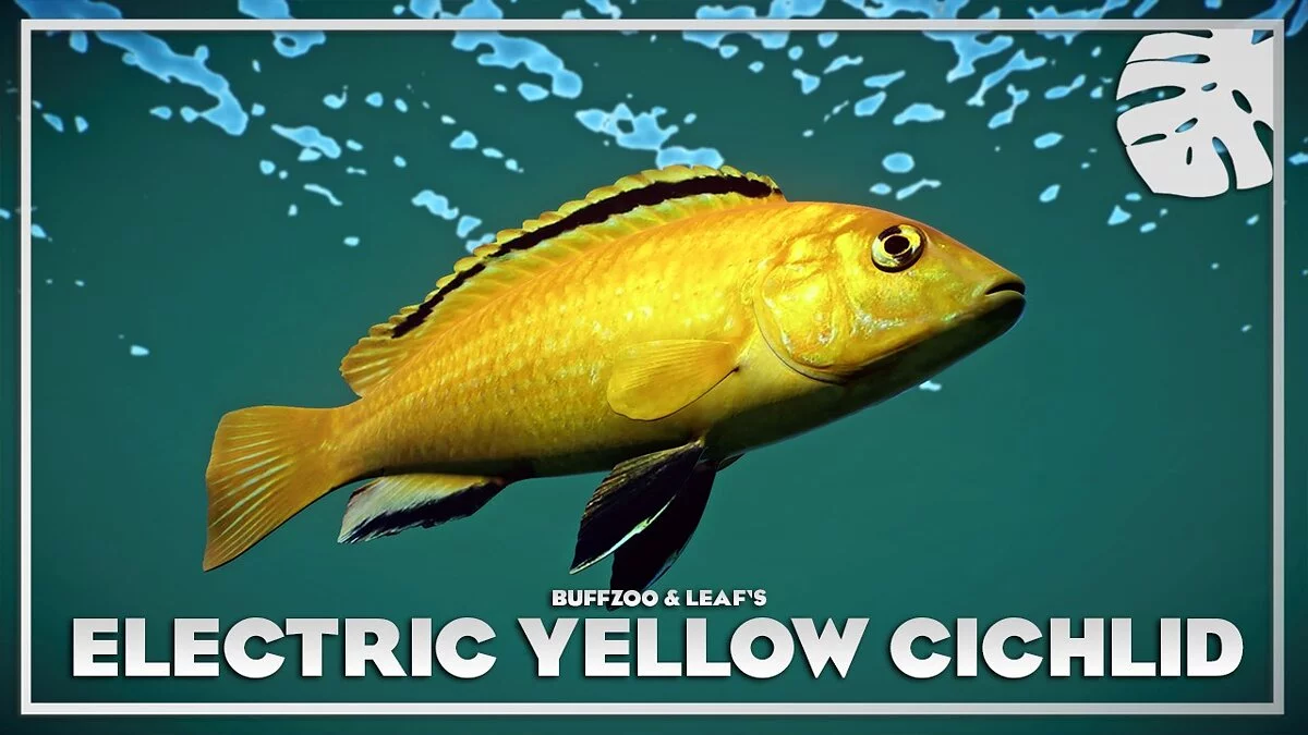 Planet Zoo — Electric yellow cichlid - new species