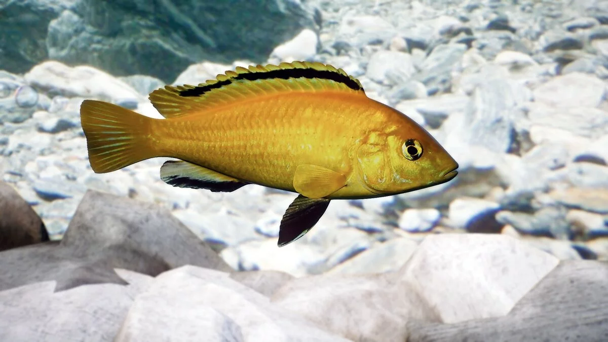 Planet Zoo — Электрическая желтая цихлида - новые виды