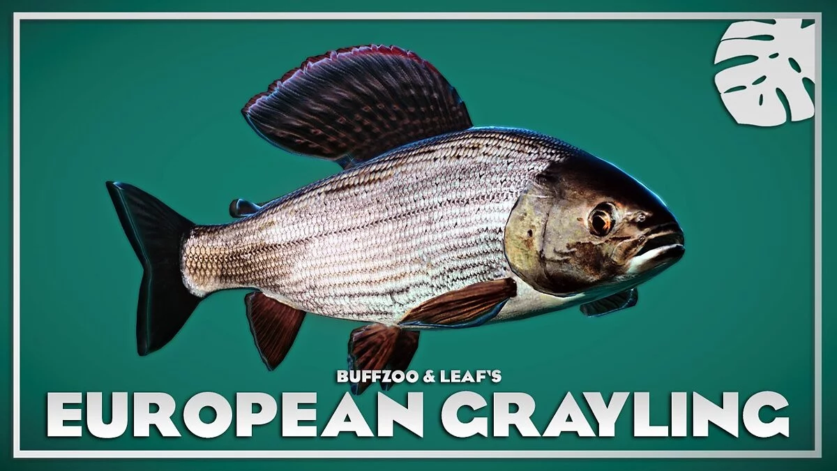 Planet Zoo — European grayling - new species