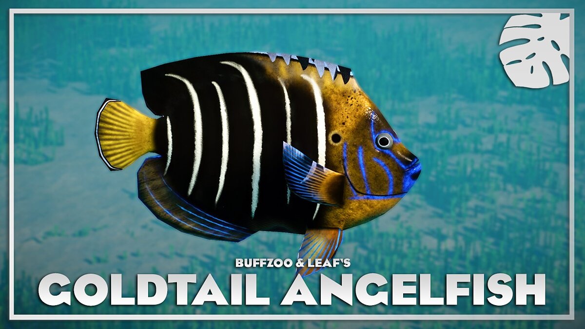 Planet Zoo — Yellowtail Angelfish - New Species