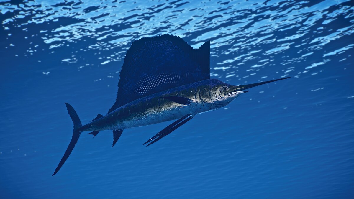 Planet Zoo — Indo-Pacific sailfish - new species