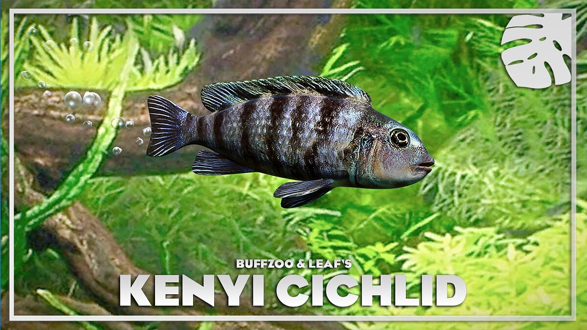 Planet Zoo — Kenya cichlids - new species