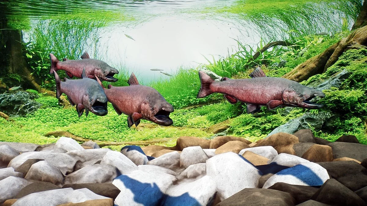 Planet Zoo — Чавыча — нові види