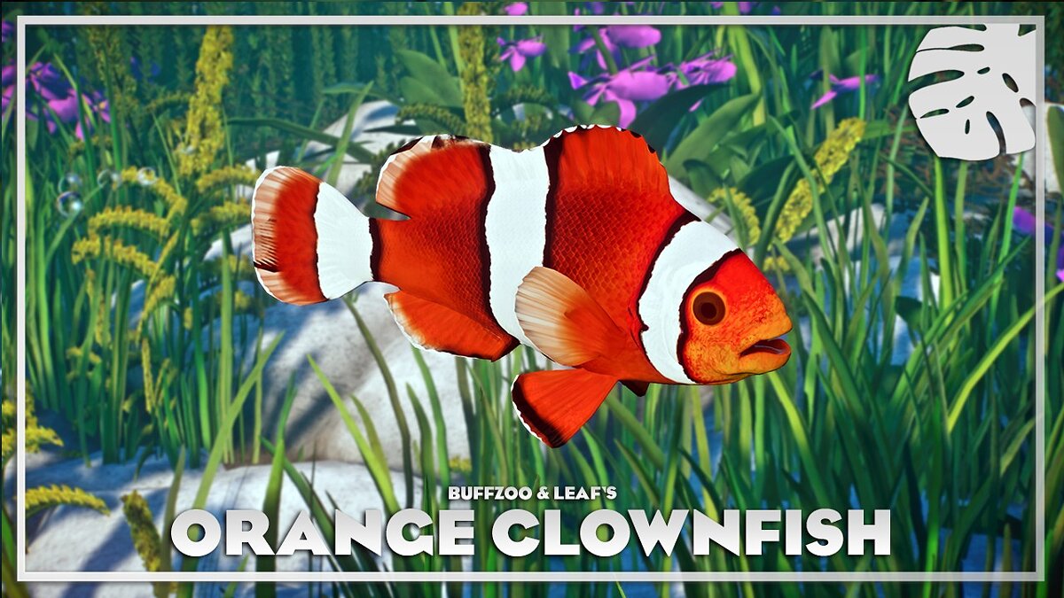 Planet Zoo — Orange clownfish - new species