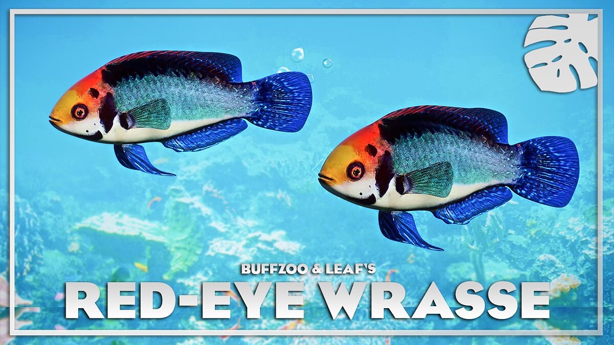 Planet Zoo — Red-eyed wrasse - new species