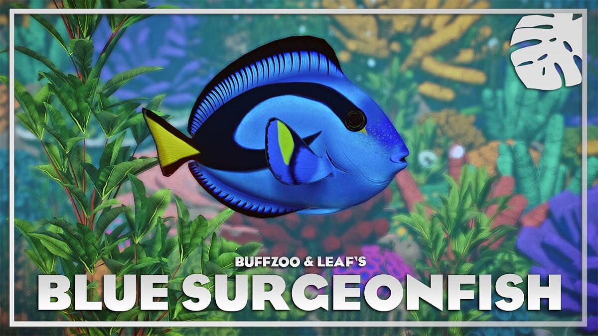 Planet Zoo — Blue surgeonfish - new species