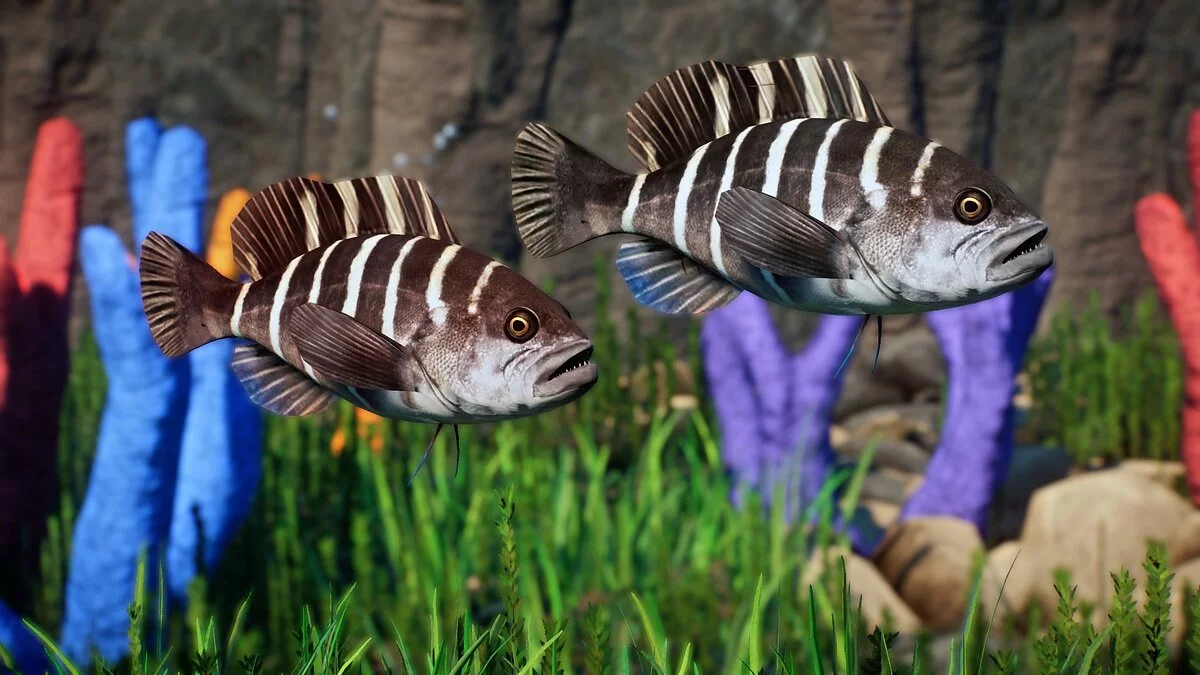 Planet Zoo — Белый морской окунь - новый вид