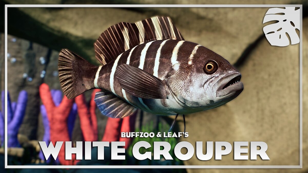 Planet Zoo — White sea bass - a new species