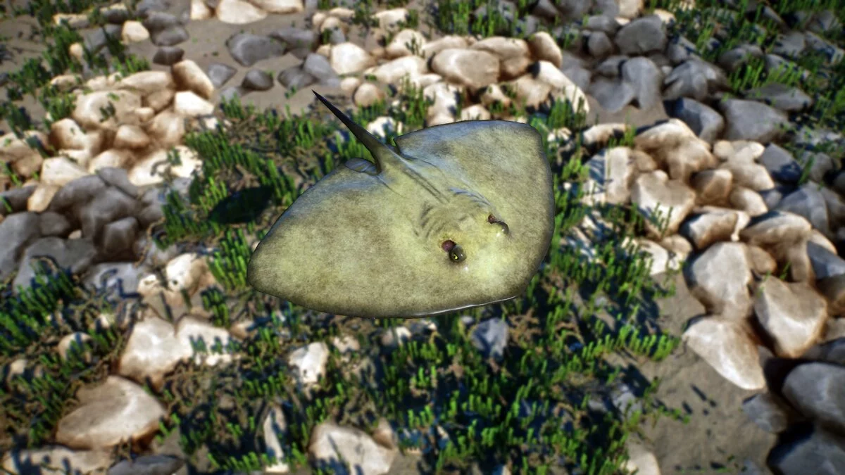 Planet Zoo — Скат-бабочка — нові види