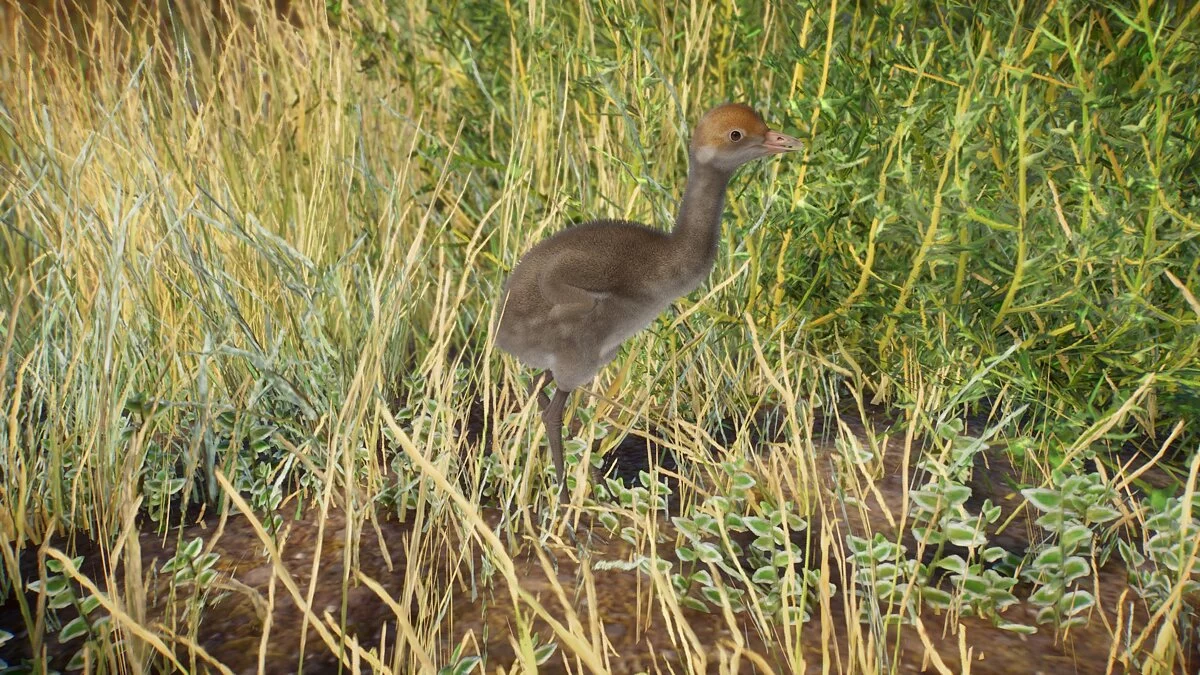 Planet Zoo — Журавель-красавка - новий вид