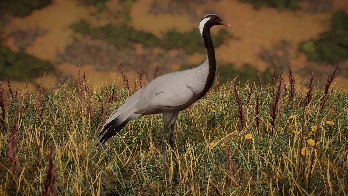 Planet Zoo — Demoiselle crane - a new species