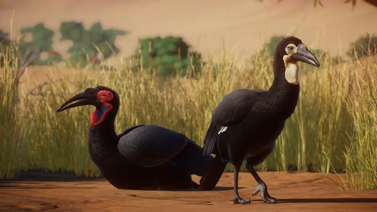 Planet Zoo — Південний наземний носоріг — нові види