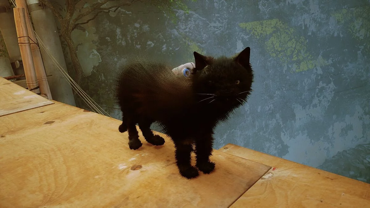 Stray — Руфус