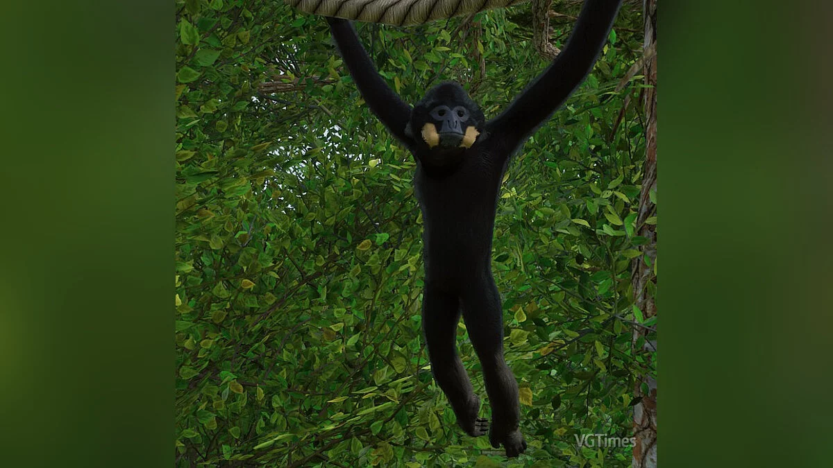 Planet Zoo — Southern yellow-cheeked gibbon