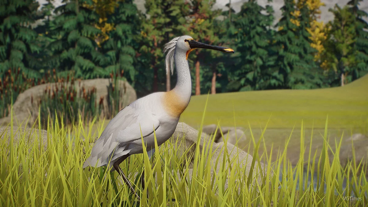 Planet Zoo — Євразійська колпица - новий вид