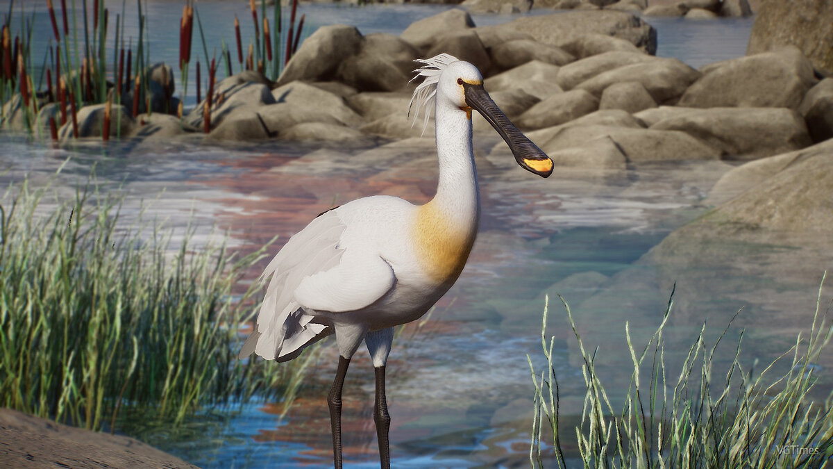 Planet Zoo — Eurasian spoonbill - new species