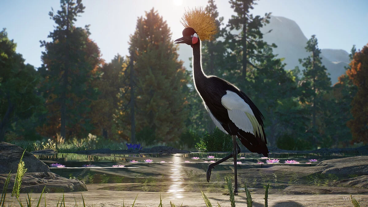 Planet Zoo — Black-crowned crane - new species