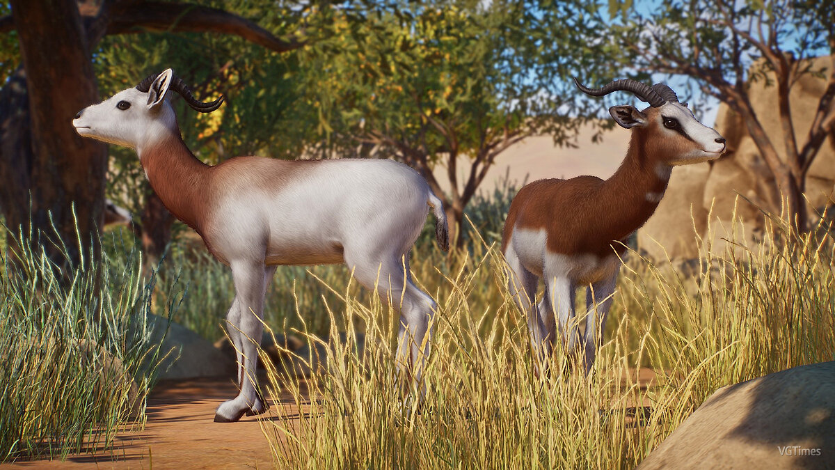 Planet Zoo — Lady gazelle (Addra and Morr) - new species