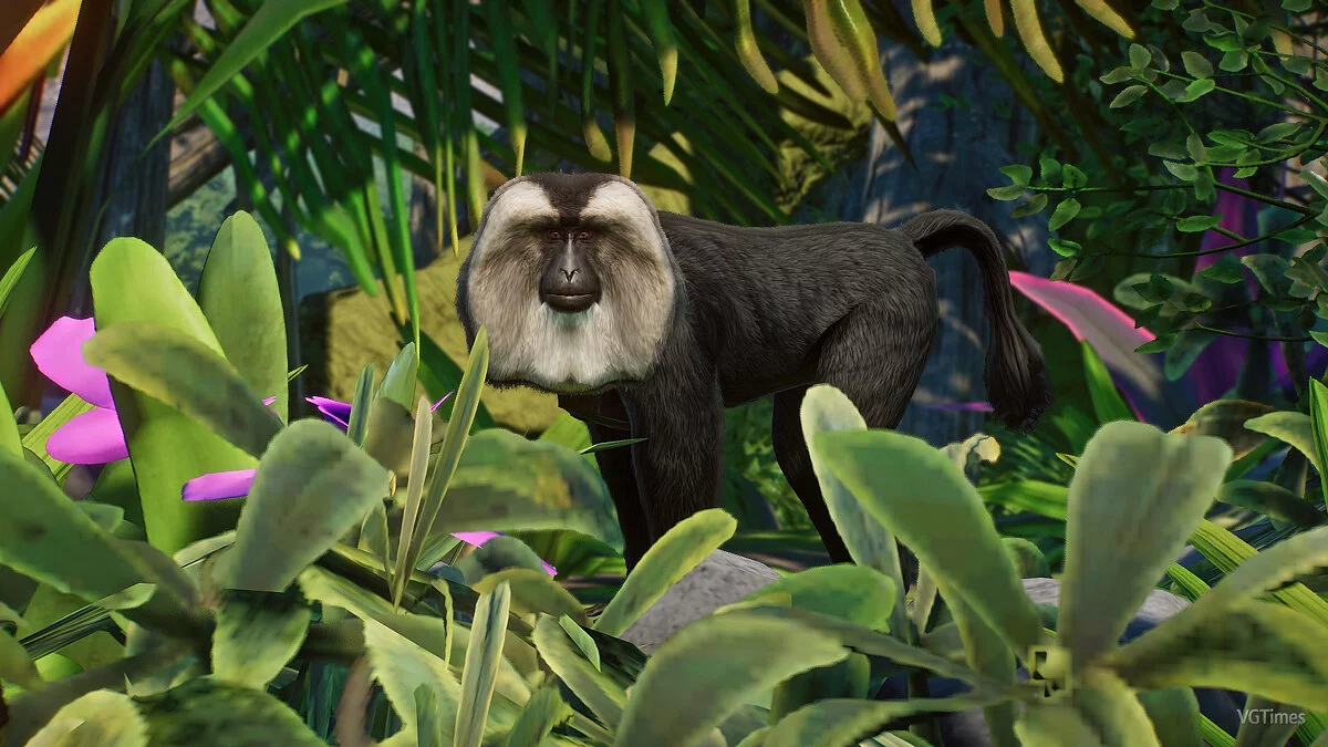 Planet Zoo — Levorepi makak - nova vrsta