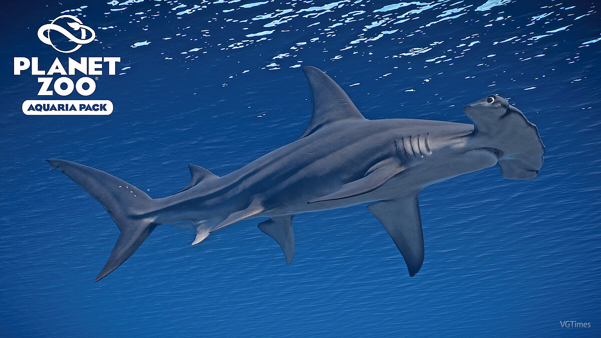 Planet Zoo — Great hammerhead shark - new species