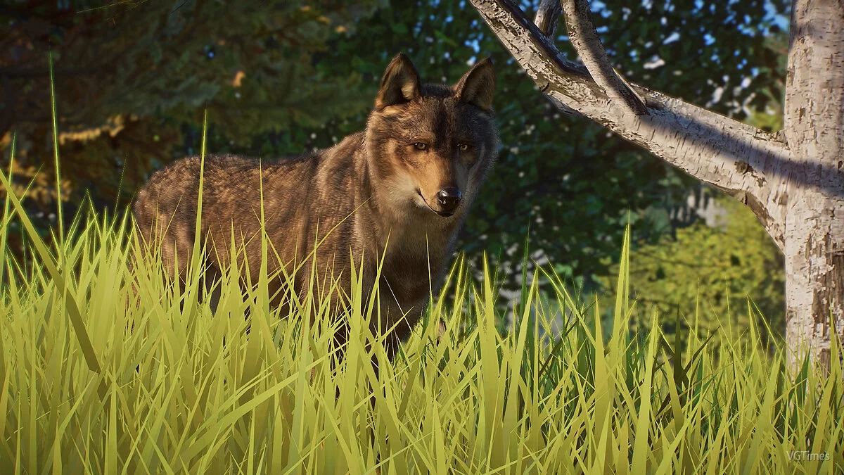 Planet Zoo — Иберийский волк - новые виды