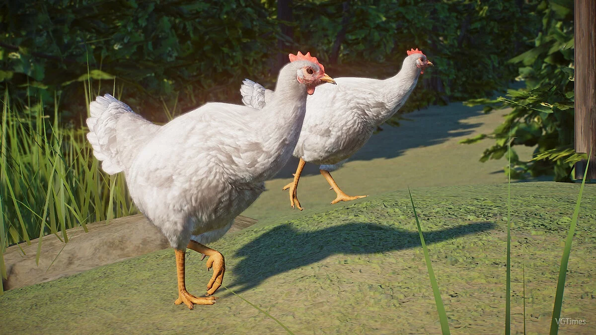 Planet Zoo — Домашняя курица