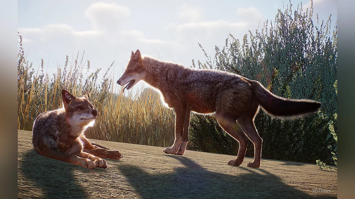 Planet Zoo — Золотой шакал - новые виды