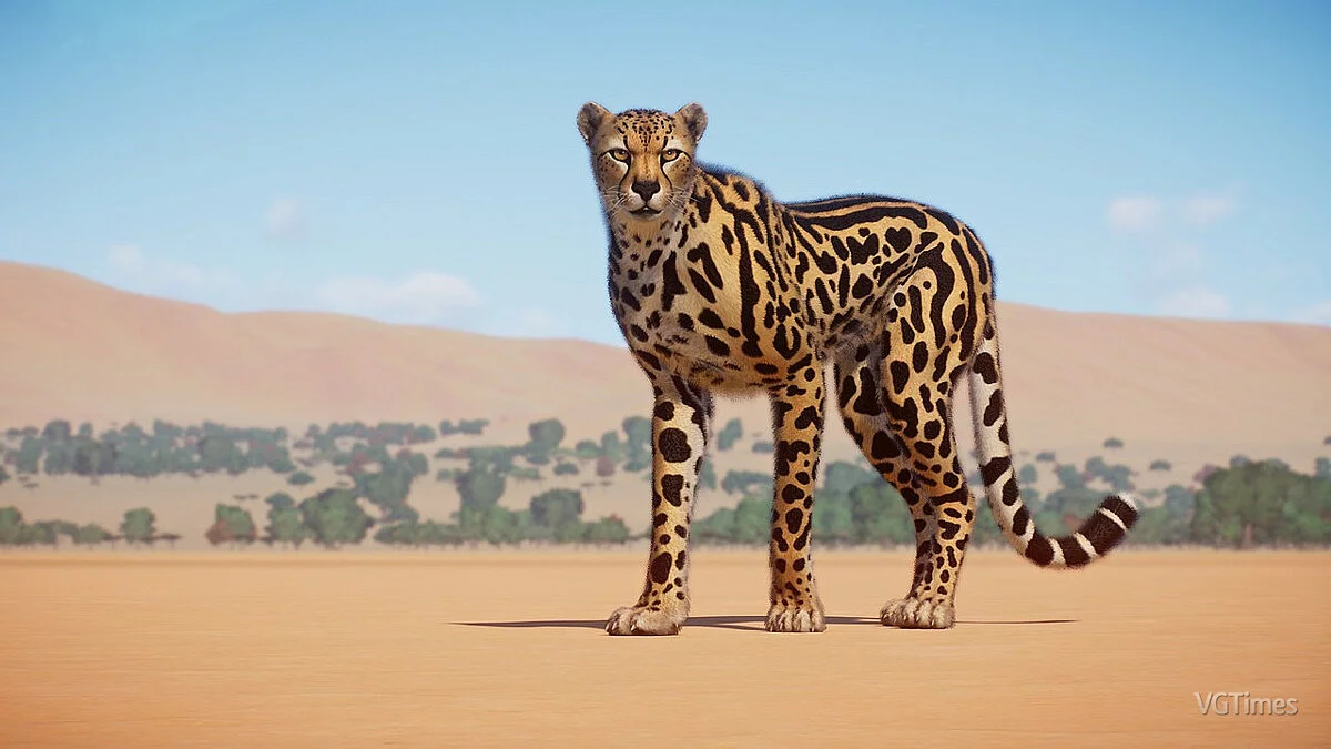 Planet Zoo — Гепард і нові варіанти