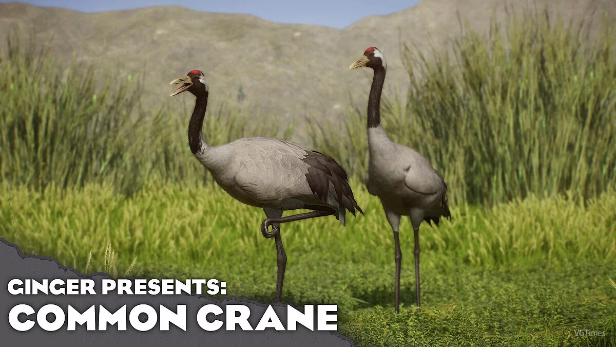 Planet Zoo — Common crane - new species