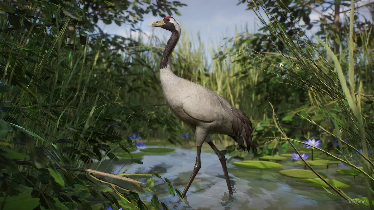 Planet Zoo — Звичайний журавель – нові види