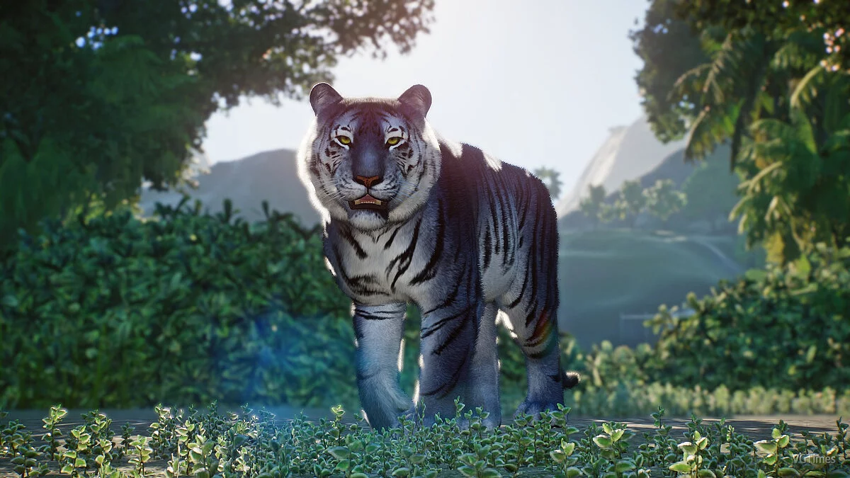 Planet Zoo — Мальтийский тигр - новые виды