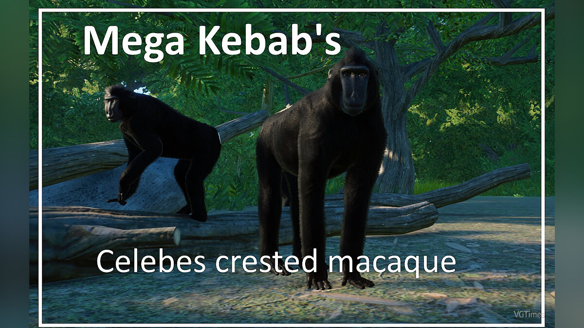 Planet Zoo — Celebes crested macaque