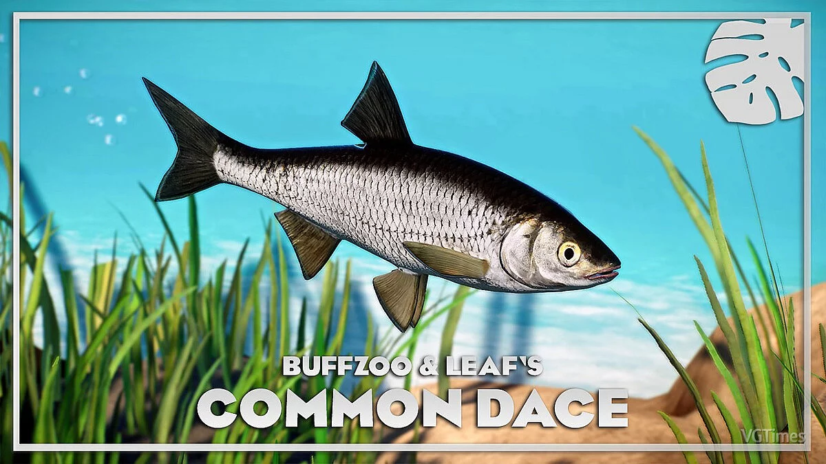 Planet Zoo — Common dace - new species