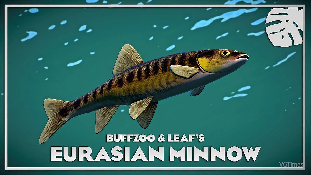 Planet Zoo — Common minnow - new species