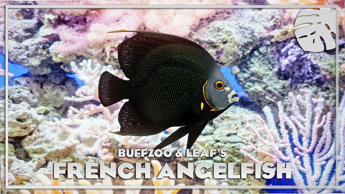 Planet Zoo — French angelfish - new species