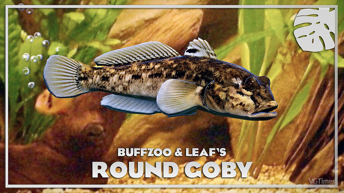 Planet Zoo — Round goby - a new species