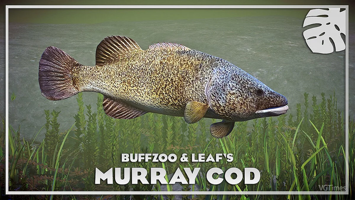 Planet Zoo — Murray cod - new species