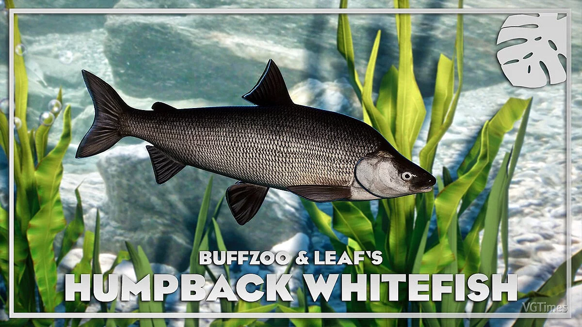 Planet Zoo — Humpback whitefish - new species