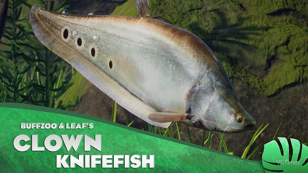 Planet Zoo — Clown knifefish - new species