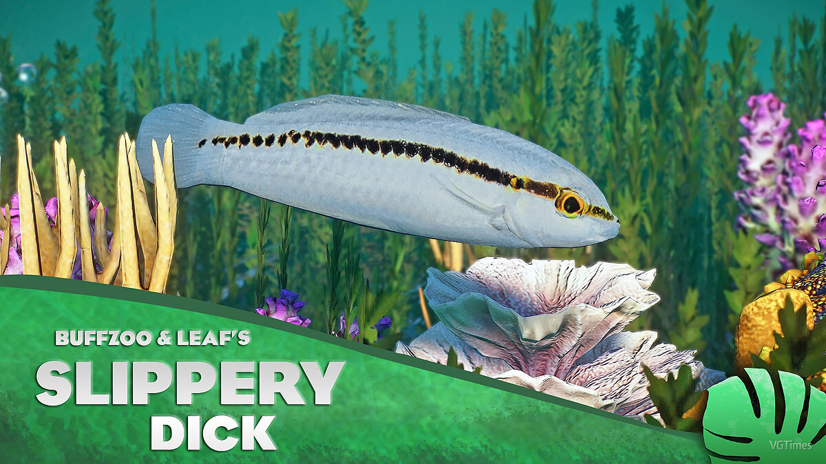 Planet Zoo — Slippery wrasse - new species