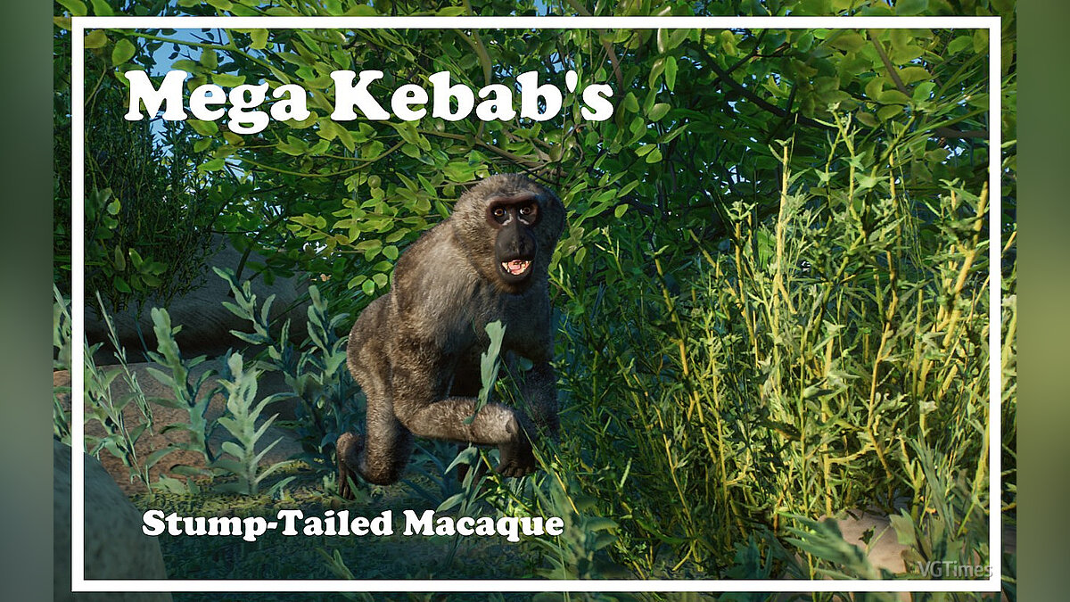 Planet Zoo — Root-tailed macaque