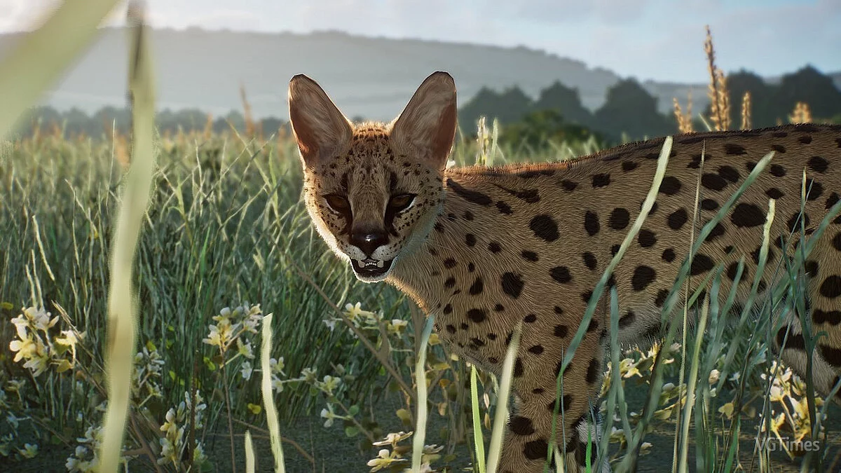 Planet Zoo — Serval - nova vrsta